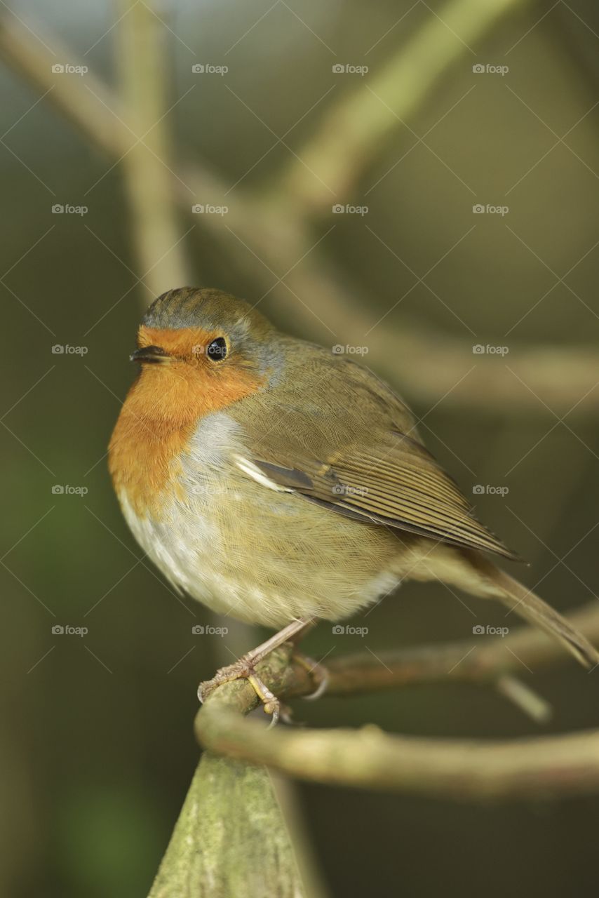 Robin Redbreast perched on branch