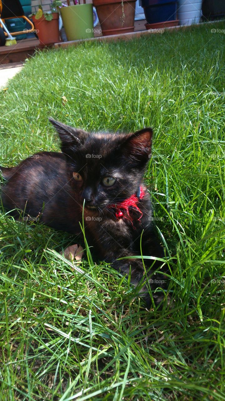 kitten in grass