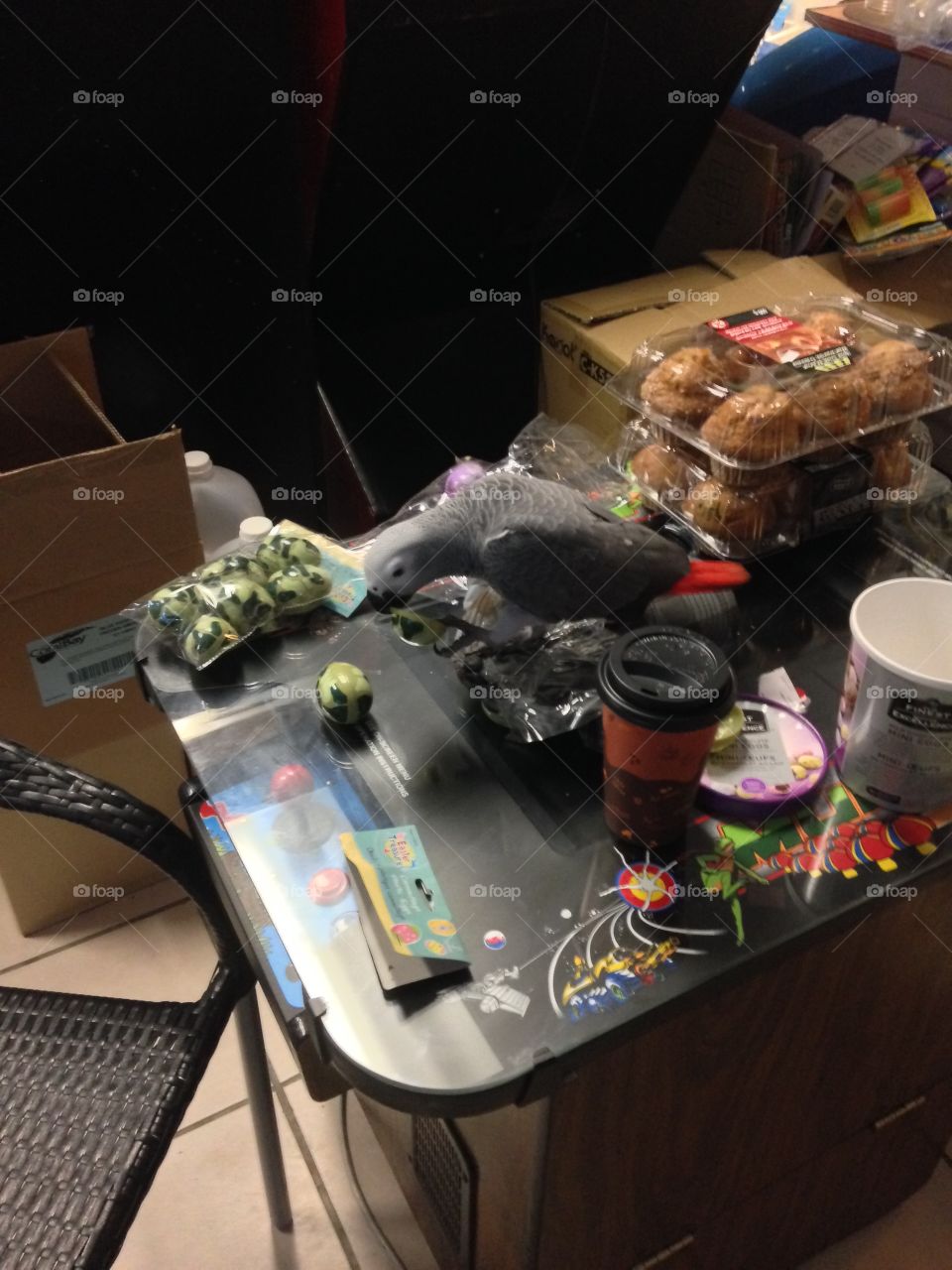 African Grey Congo Parrot 