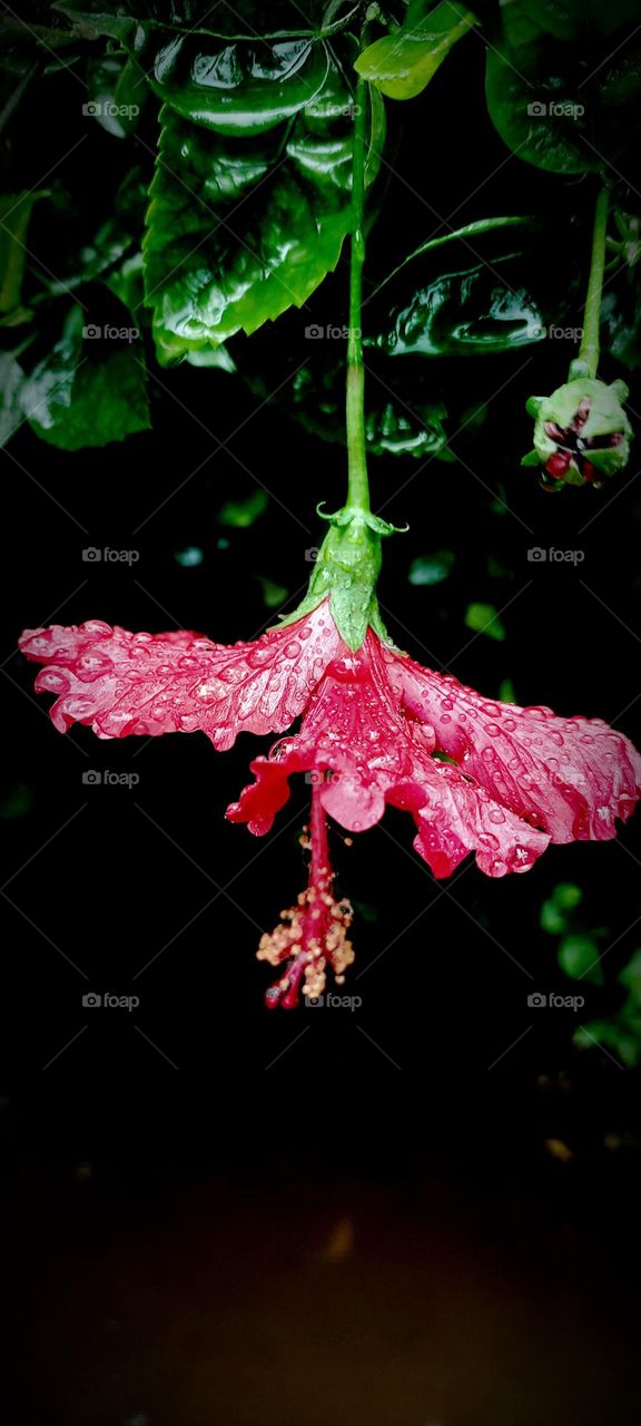 it's aamazing red colour labule flower ina its raindrop in attaractive in all people s