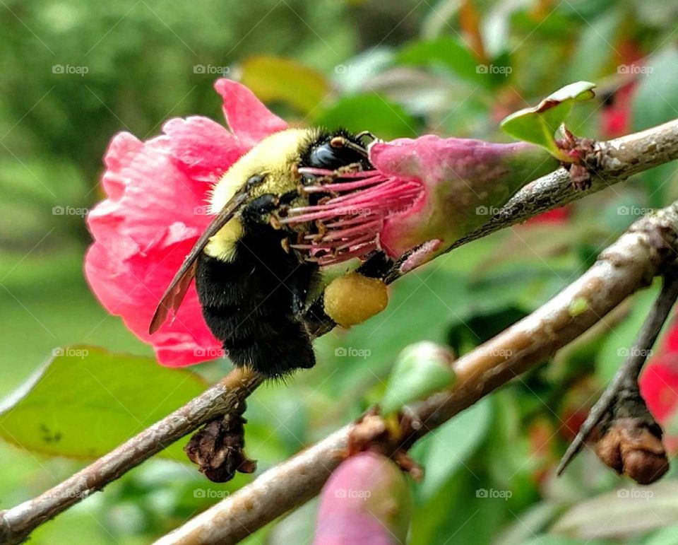gathering nectar