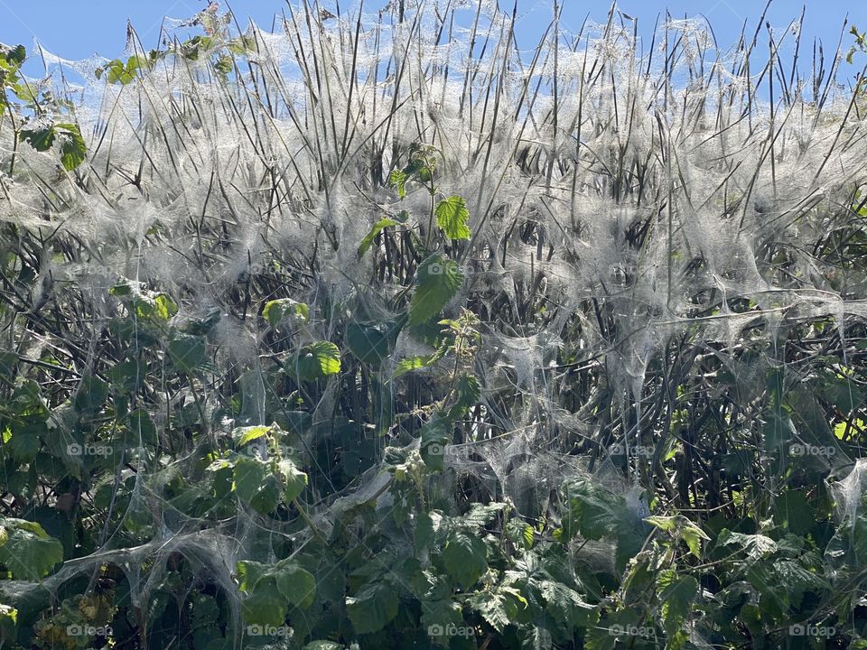Spider webs 