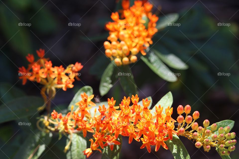 Orange Flowers 