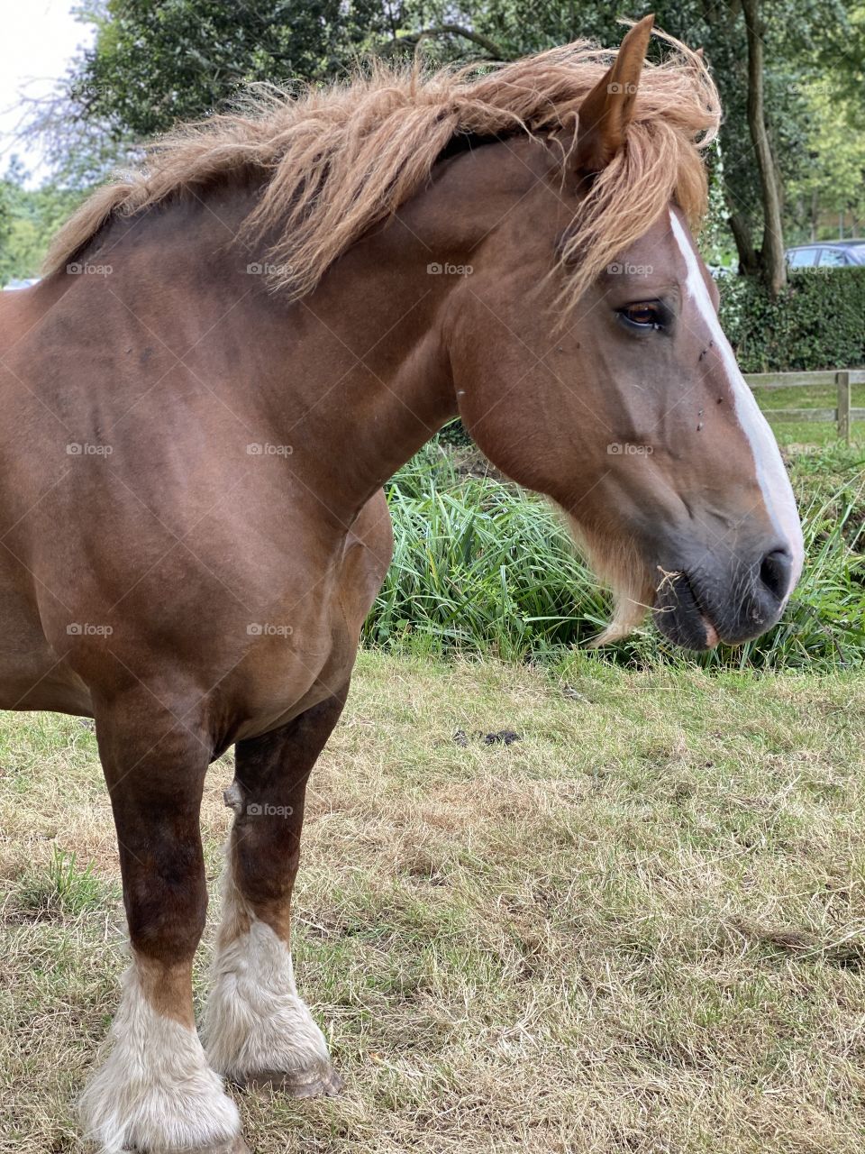 Big brown horse portrait 