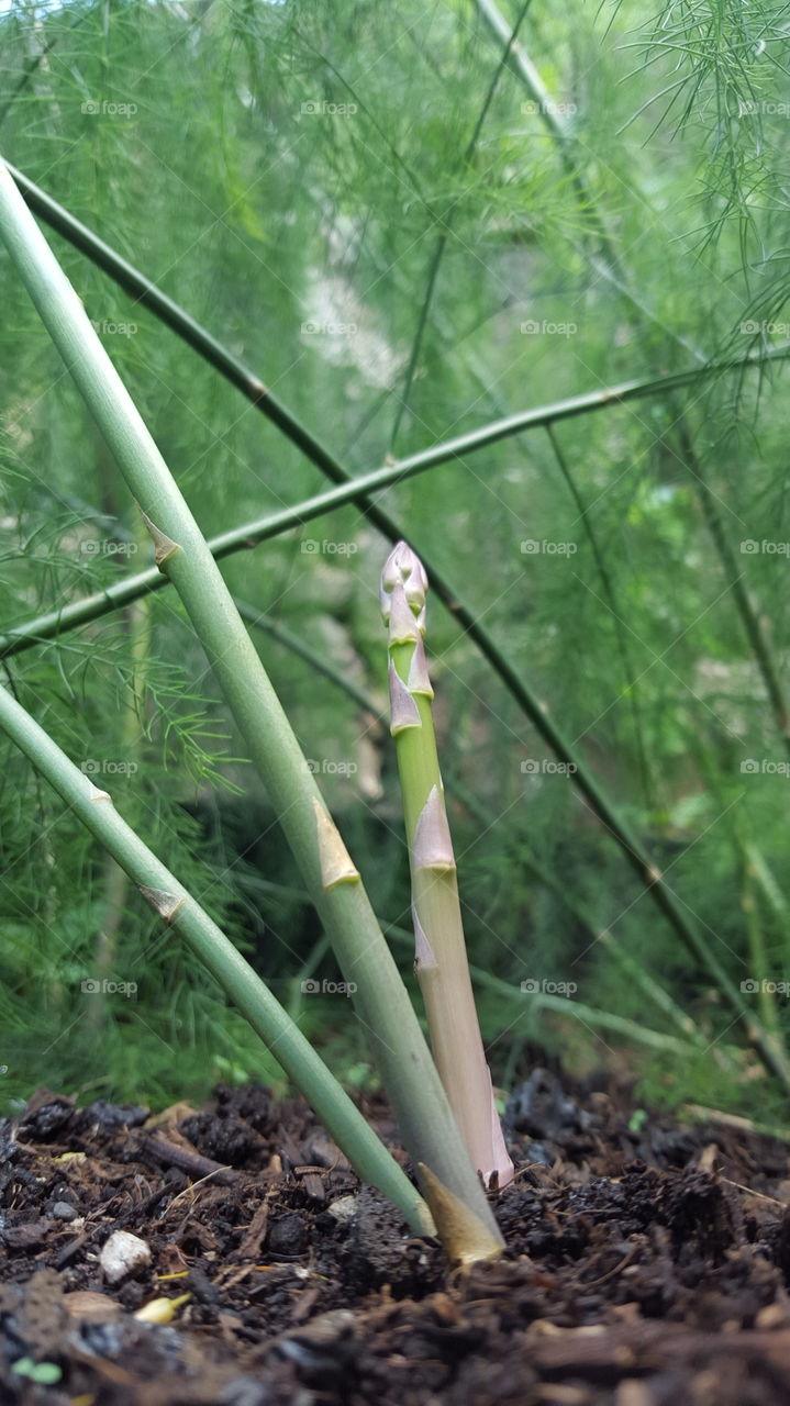Close-up of a asparagus plant