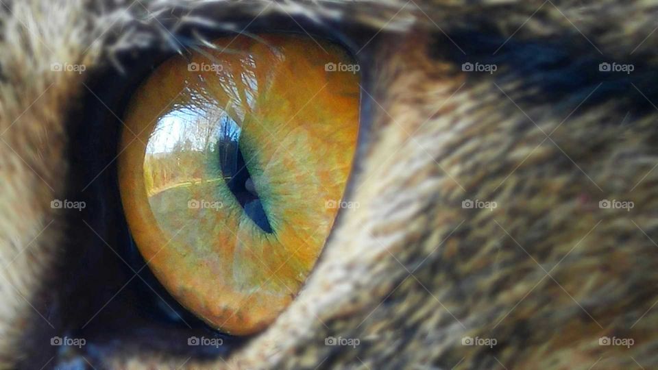 Close Up Cat Eye