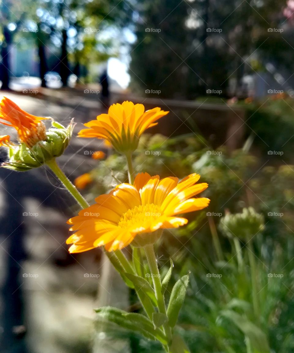 Sun and Flowers