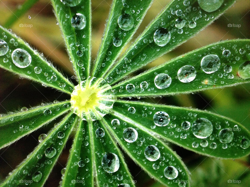 Lupin leaf with raindrops