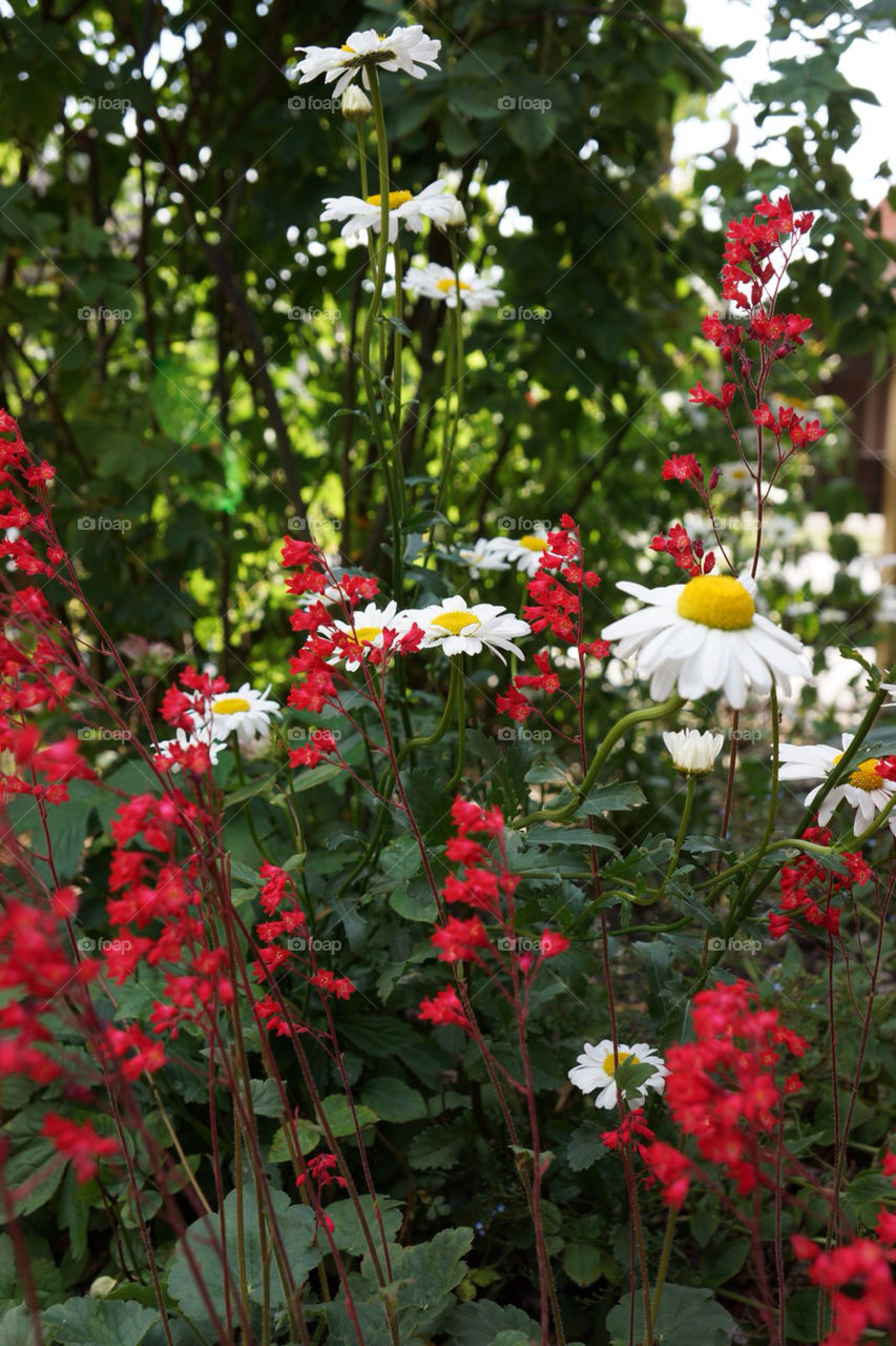 garden flower summer daisy by eksw