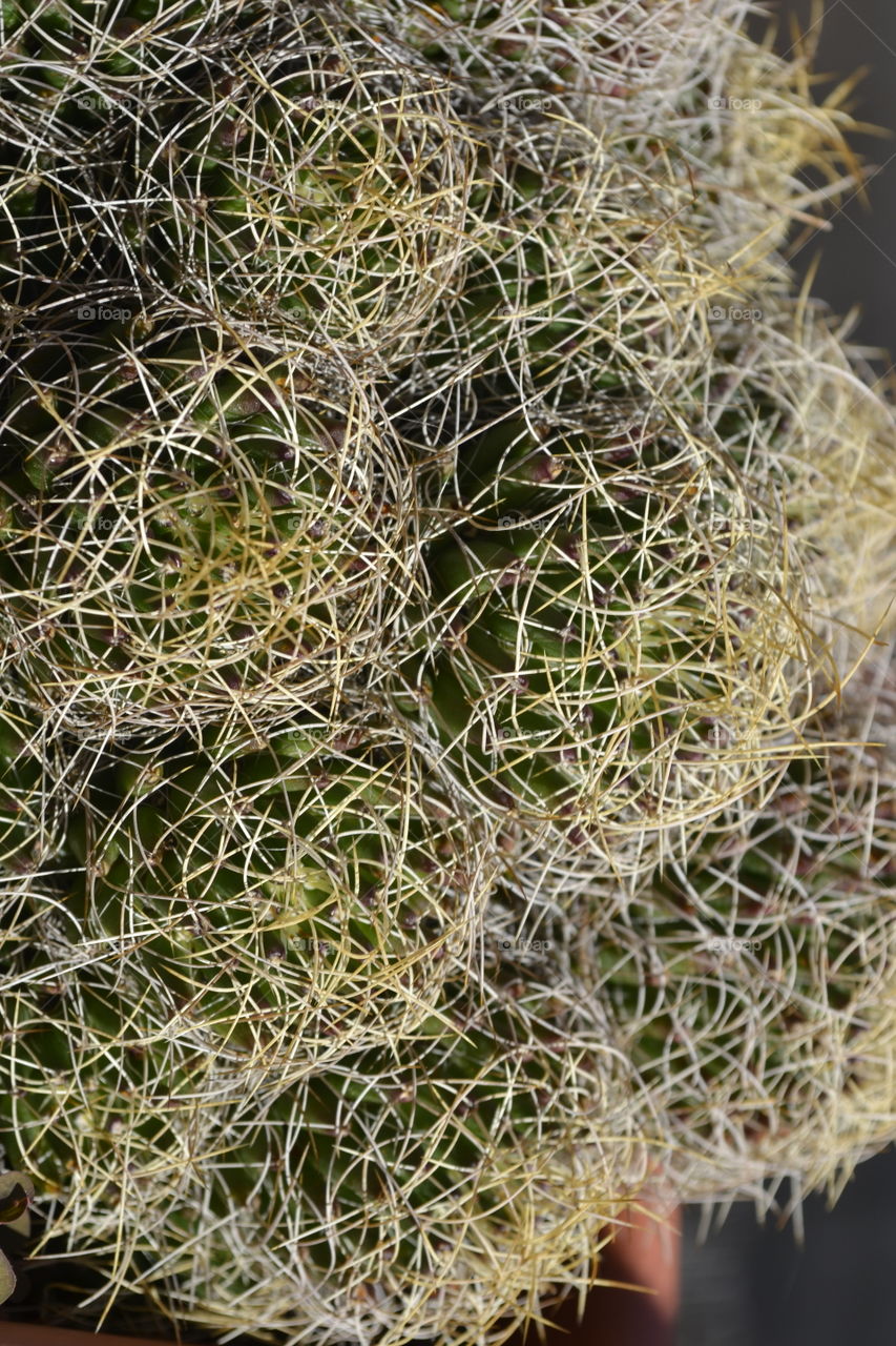 green cactus on my terrace