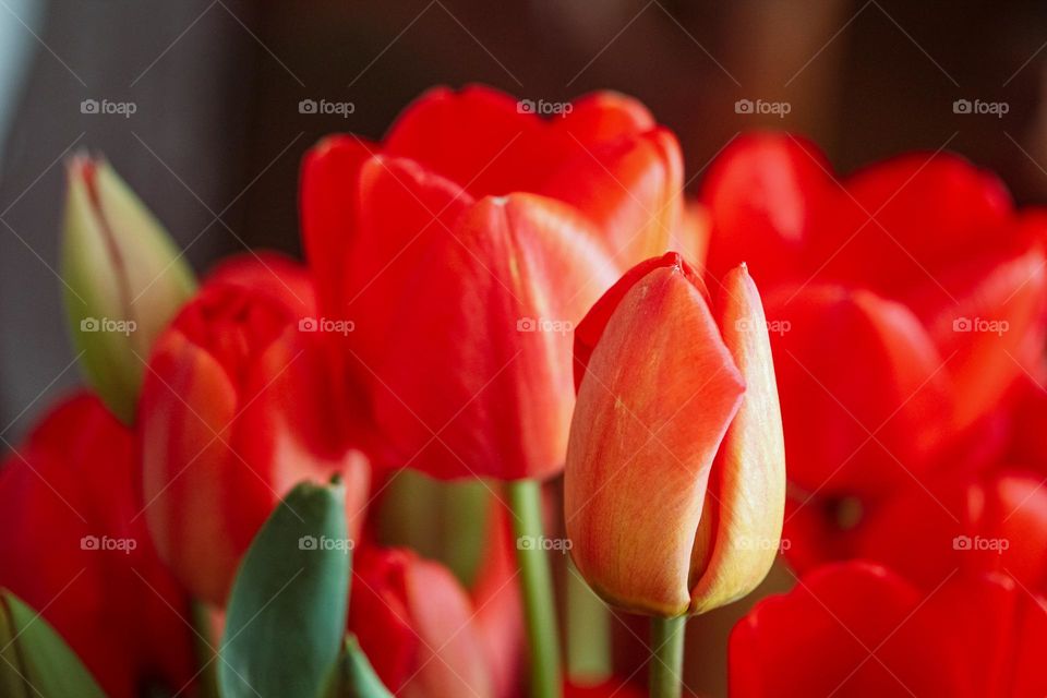 Tulips