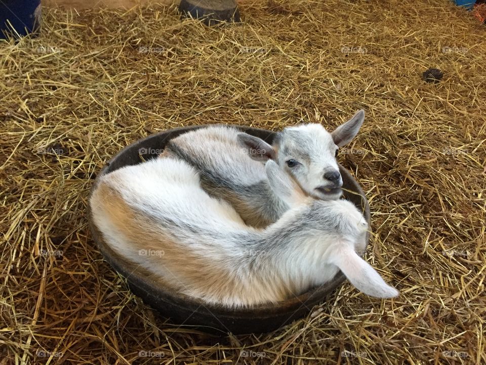 A bowl of baby goats