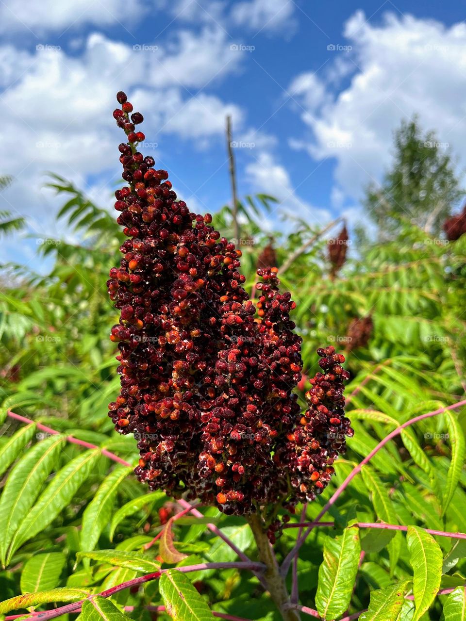 Smooth Sumac