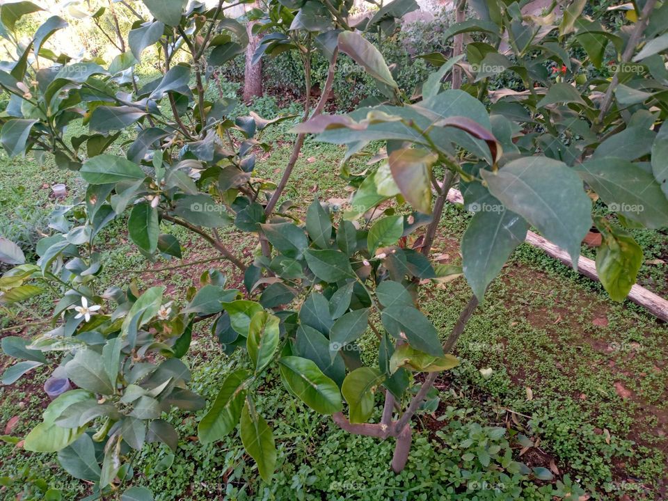lemon tree