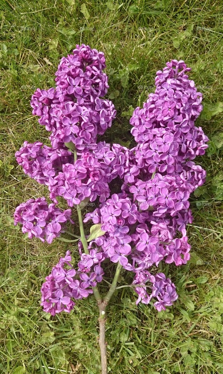 purple lilacs