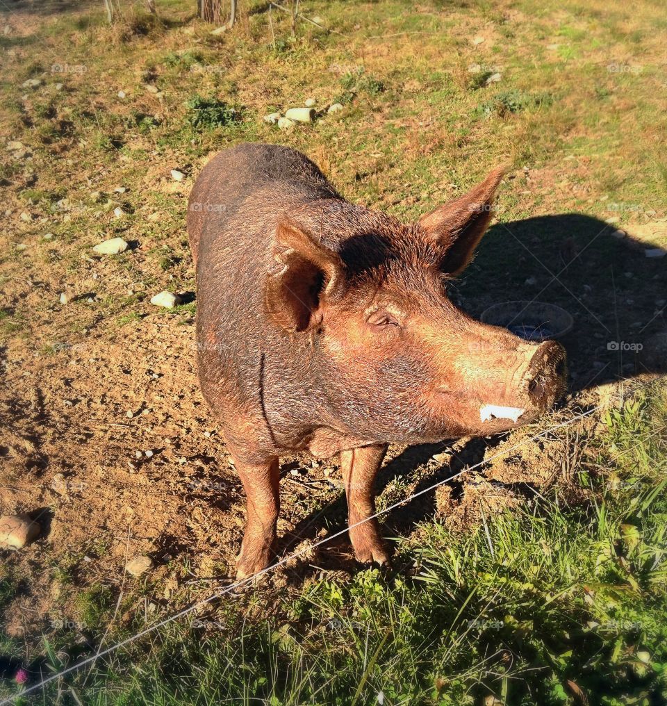 Close-up of a pig