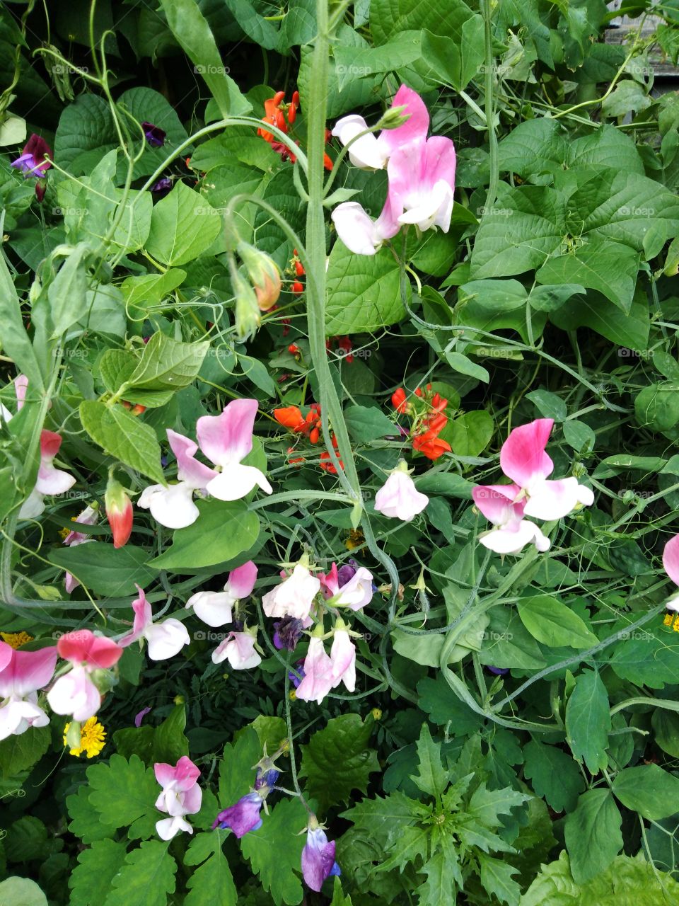 Летние цветы