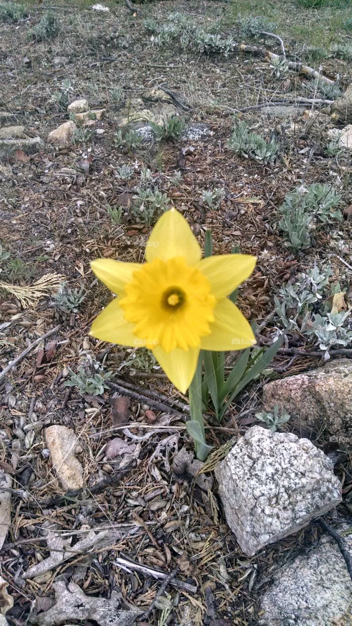 first spring flower