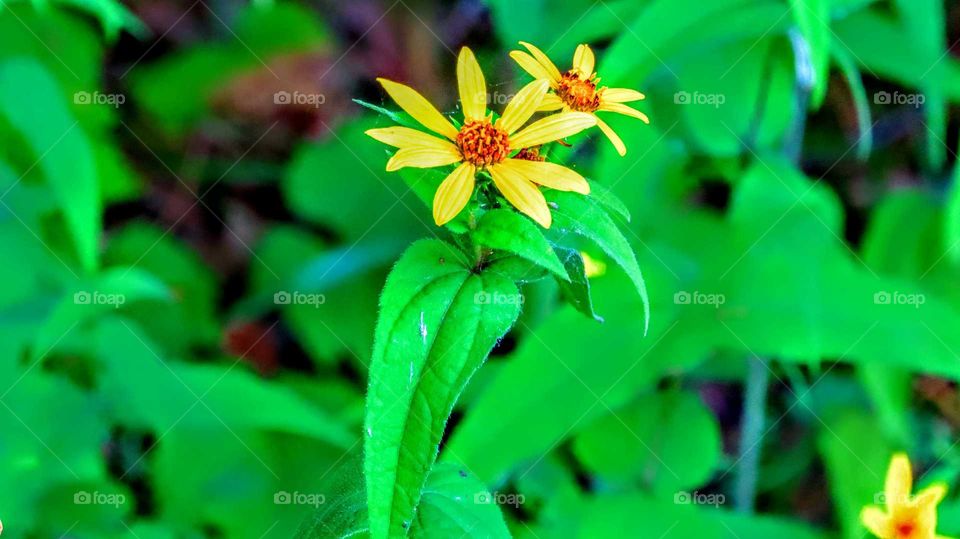 Yellow Wild flower,