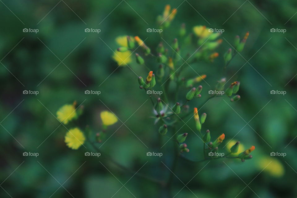 yellow flower...grass