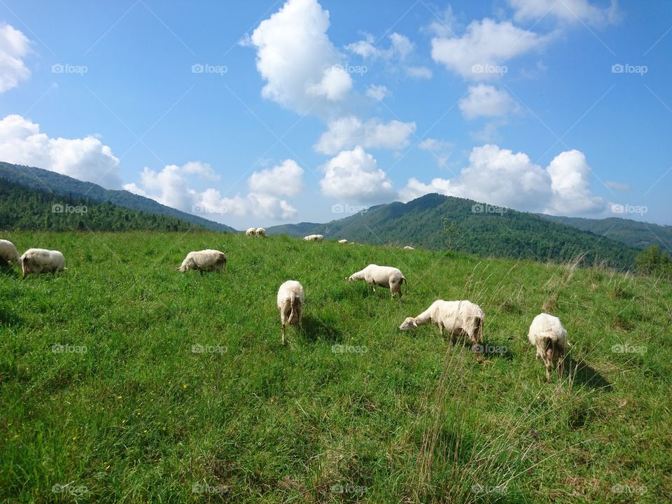 Sheeps on mountain