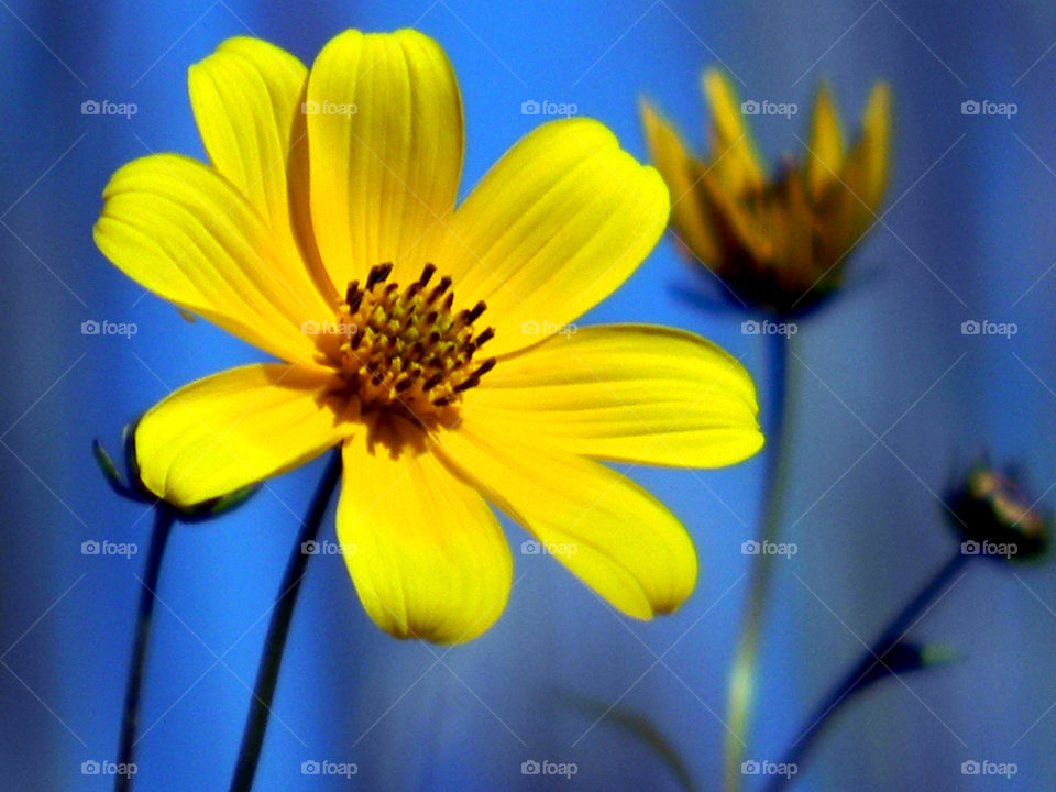 yellow daisy 