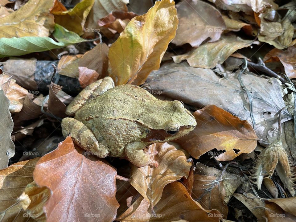 Frog in leaves 