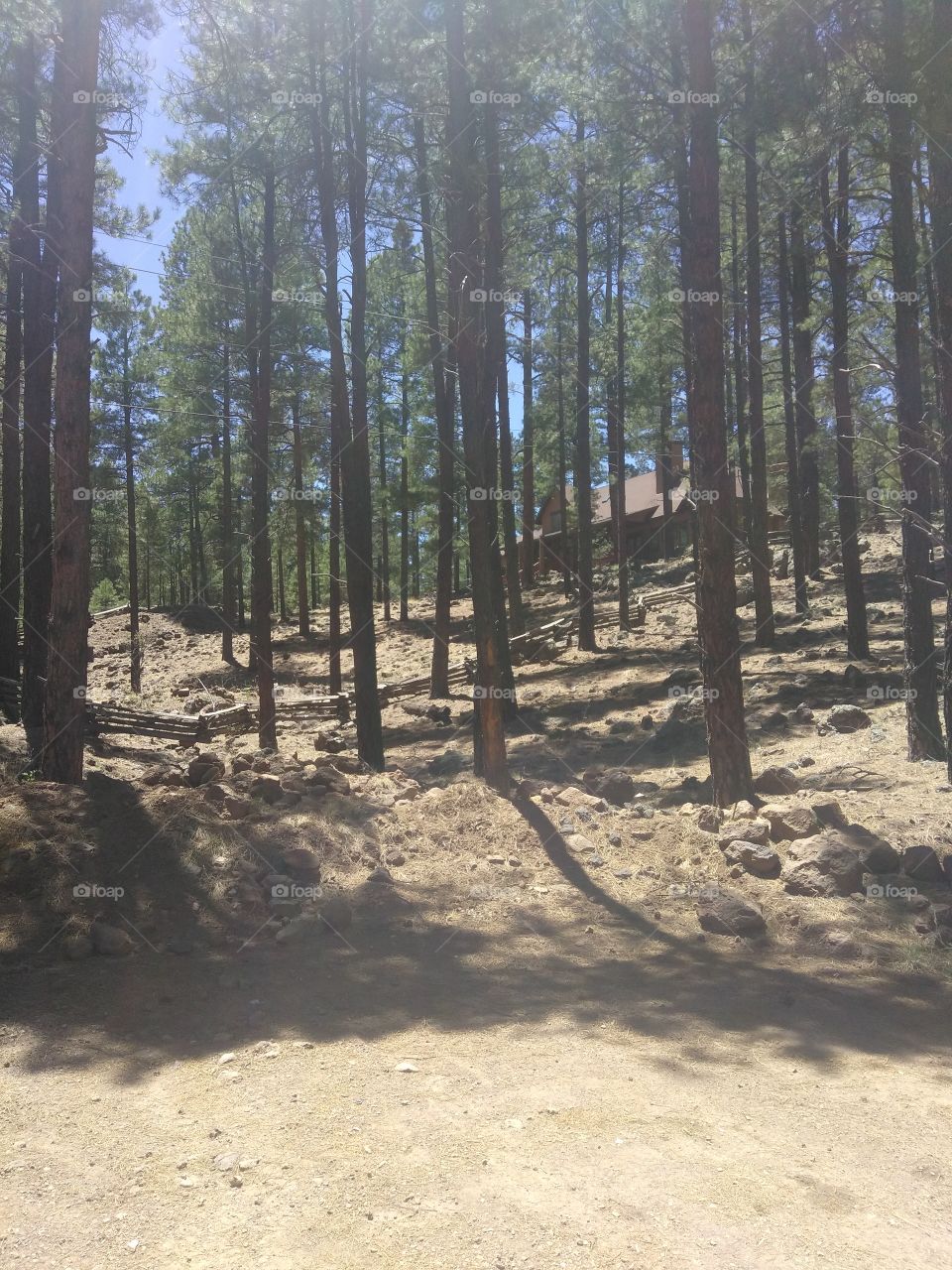 pine tree woods