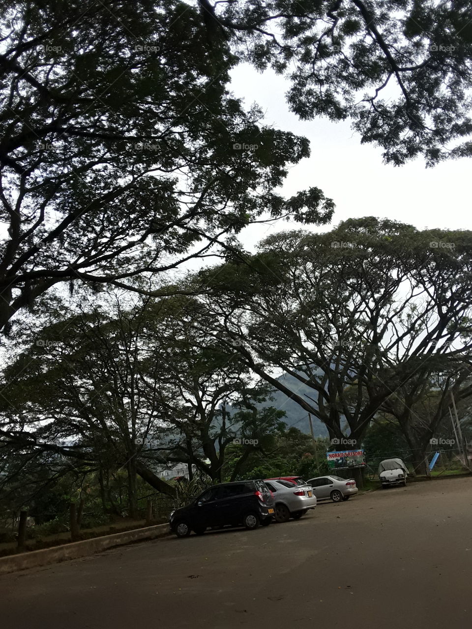 tree with a spreading crown. this is beautiful location in Sri Lanka. beautiful views of the big attraction tree.