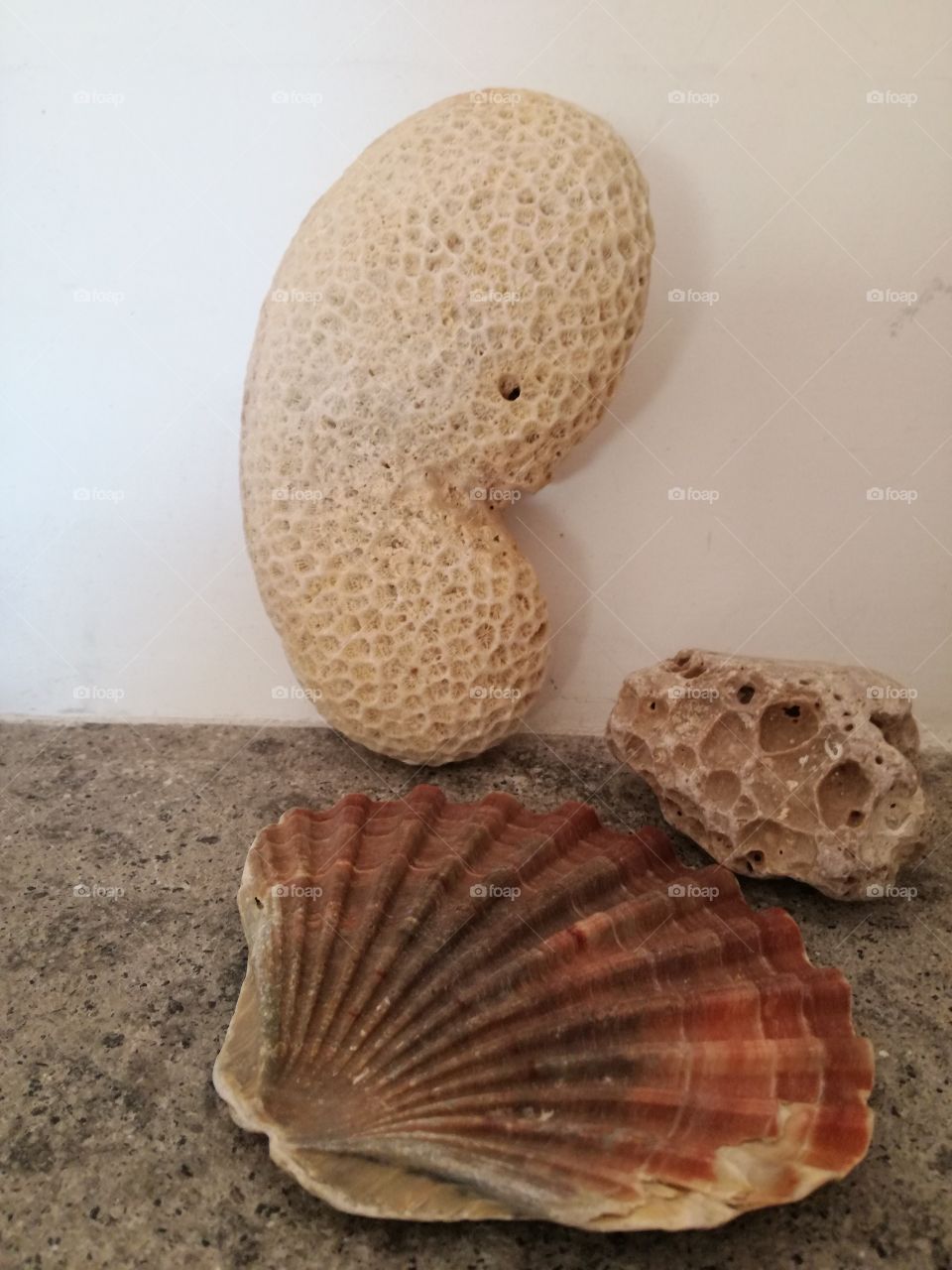 Togheter: Coral, shell, stone
