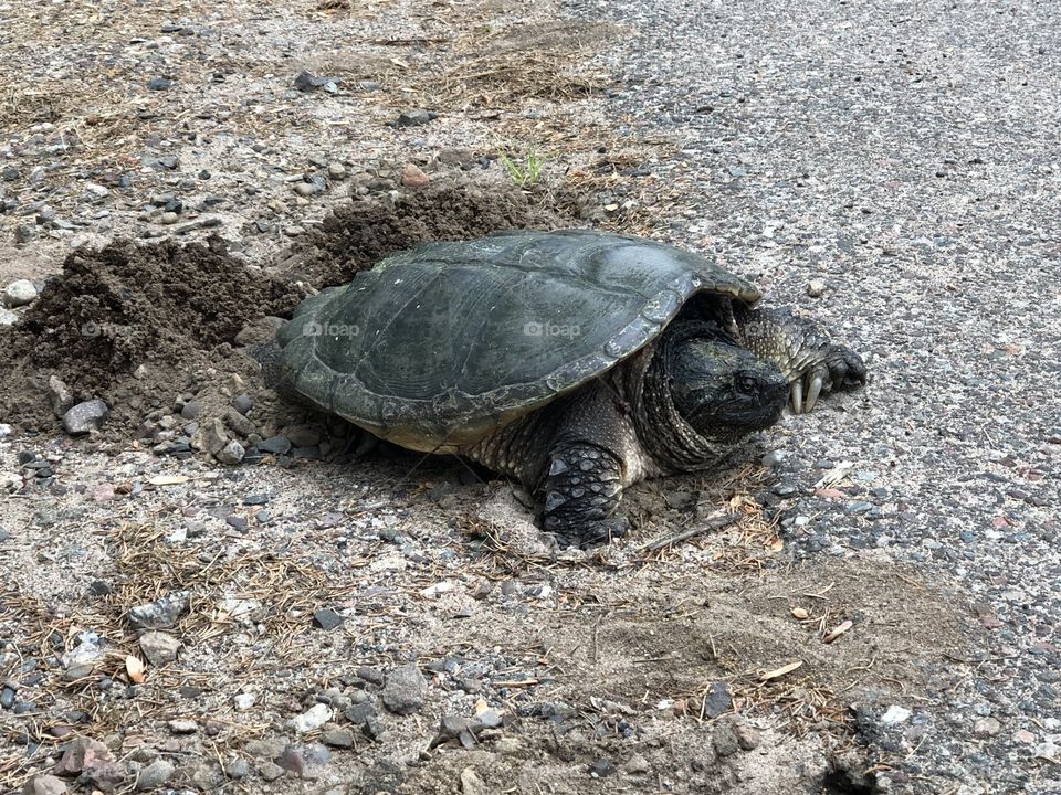 Snapping Turtle laying eggs 