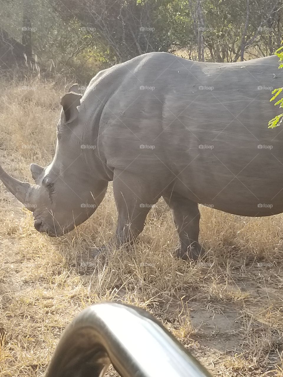 Rhinoceros