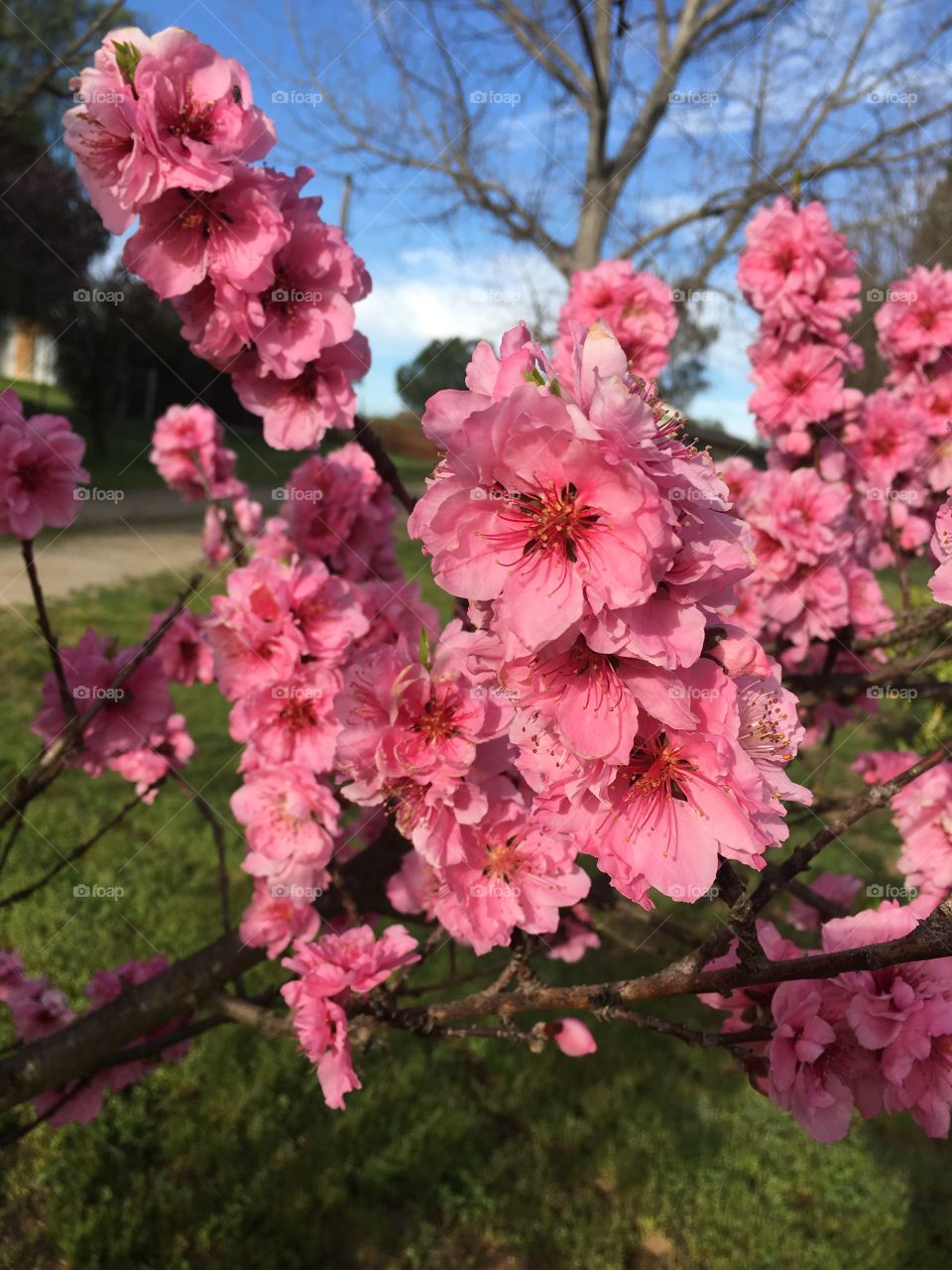 Pink pear Blossoms 