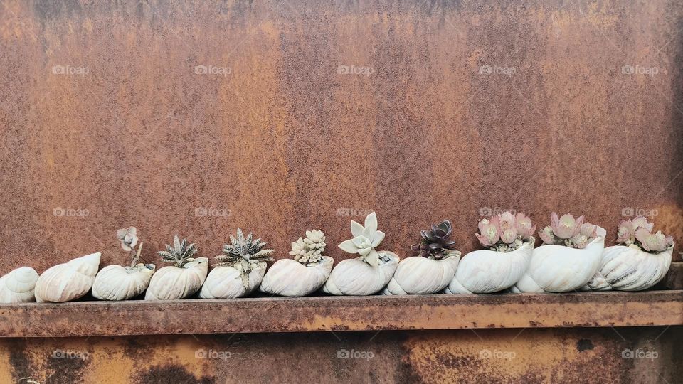 Close-up of a potted snail shell