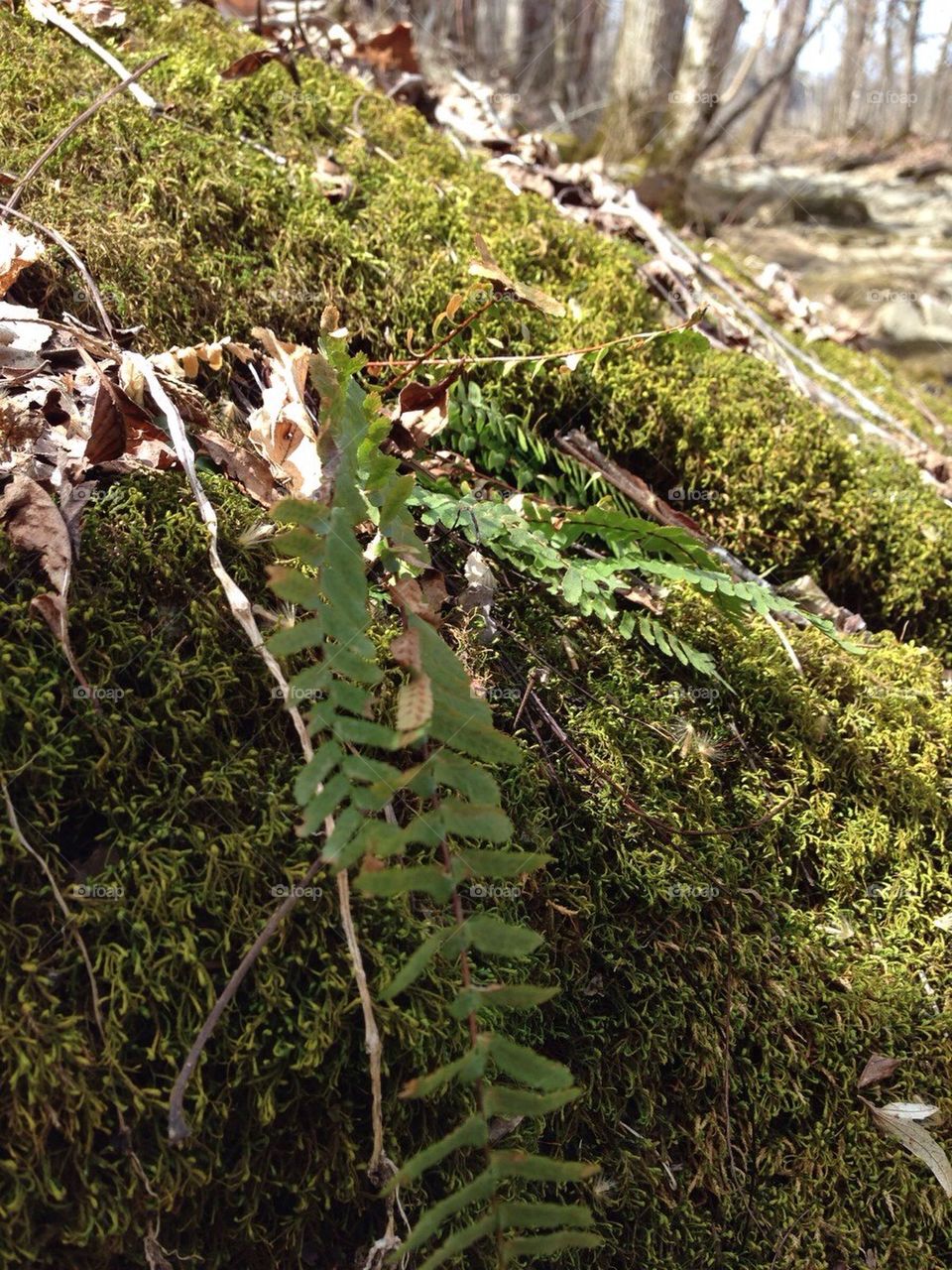 Fern and moss