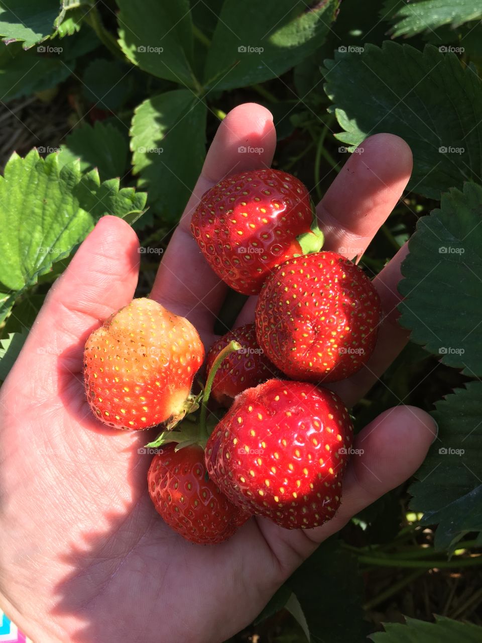 Picking strawberries 