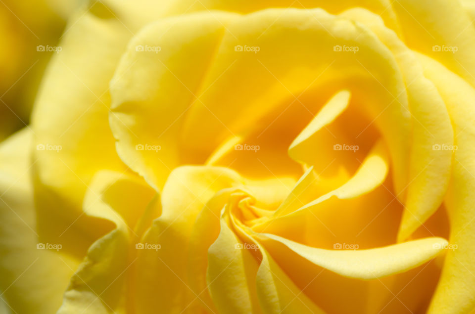 Close up of the inside of a yellow rose