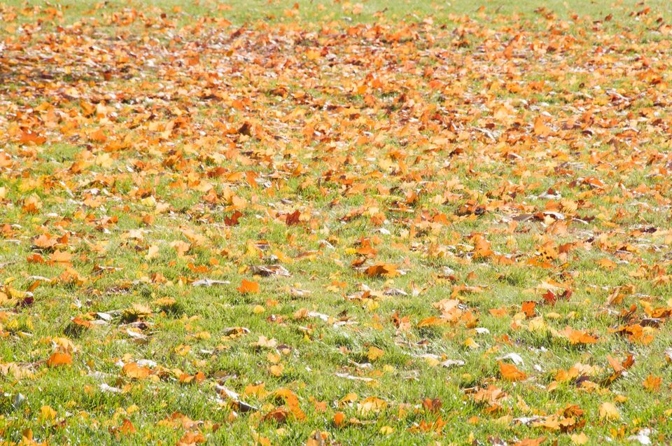 Dry autumn leaves. Autumn background 