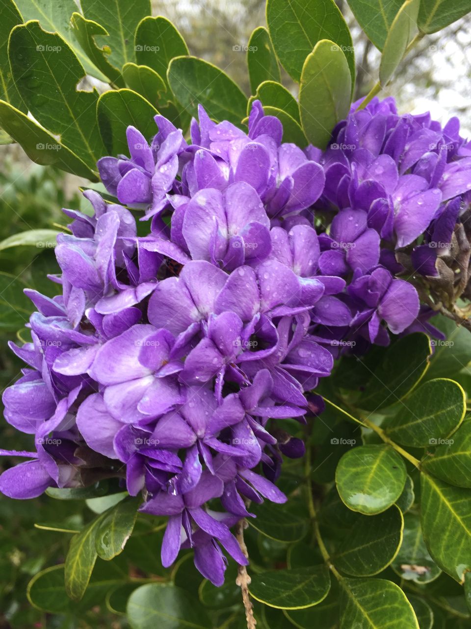 Beautiful Mountain Laurel bloom! 
