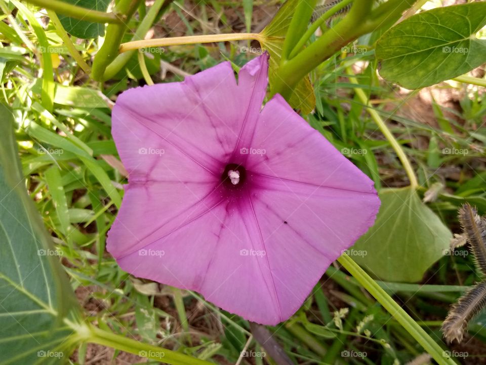 A pink flower of a plant around my area. the plant leaves grows like a sweet potato's leaves. pink color is eye catching and mostly referred to as feminine colour.