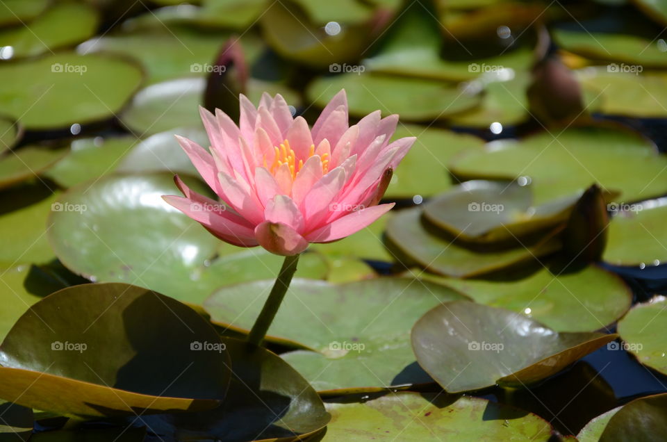 A pastel pink water lily surrounded by a sea of green lily pads in a flower garden!!