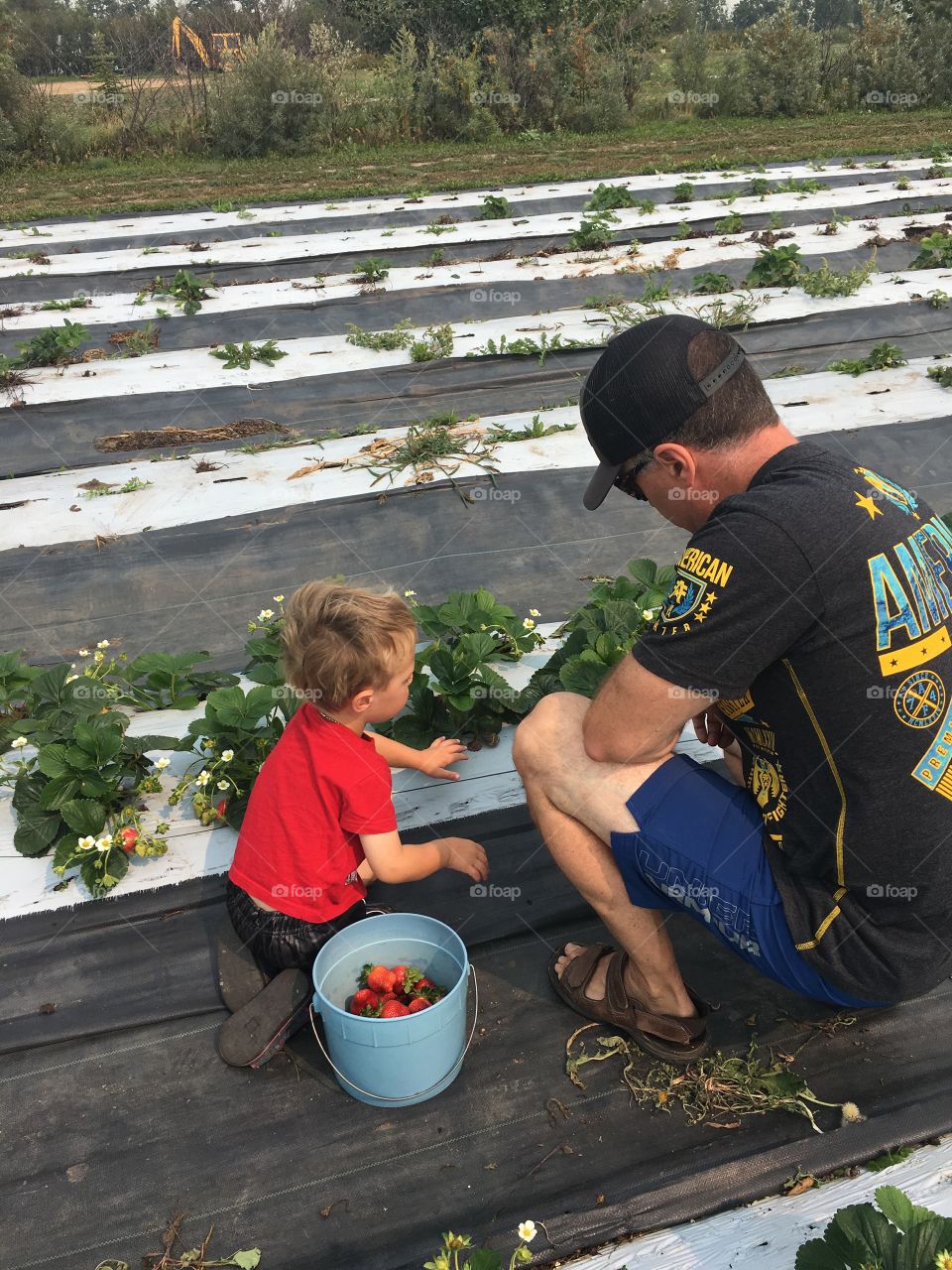 Picking strawberries with daddy