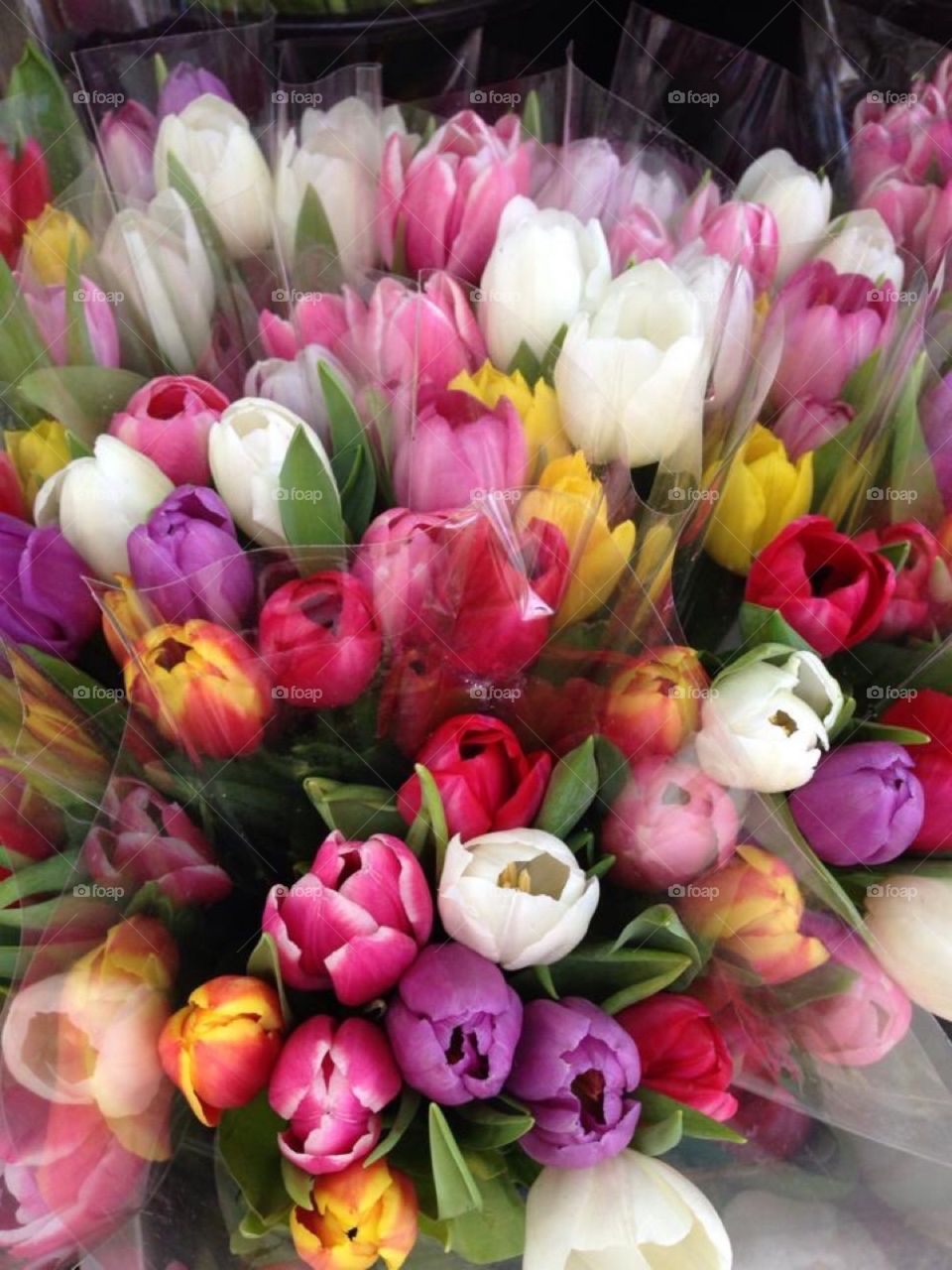 Springtulips