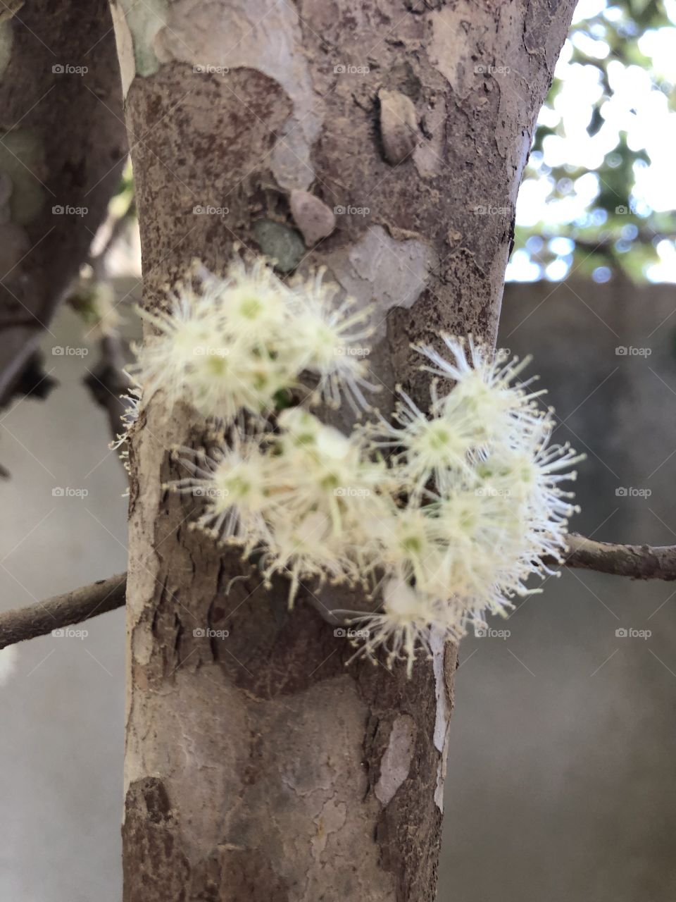 Jabuticaba 