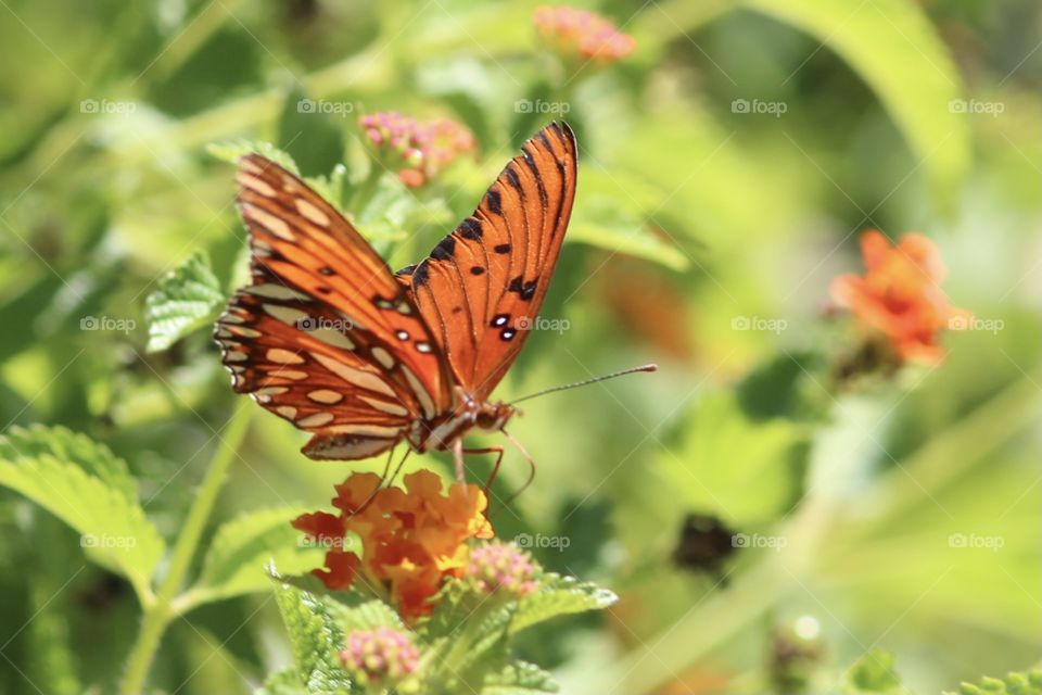 Pink Lowers & Butterfly 