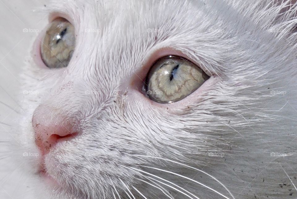 Cat closeup, dirt on its face 