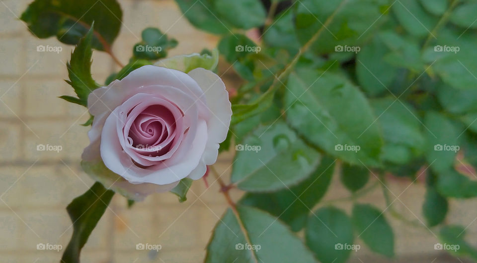 Pink rose flower from top view