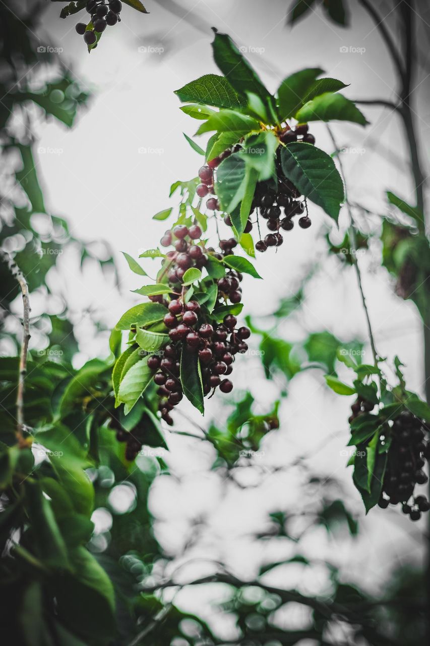 bird cherry