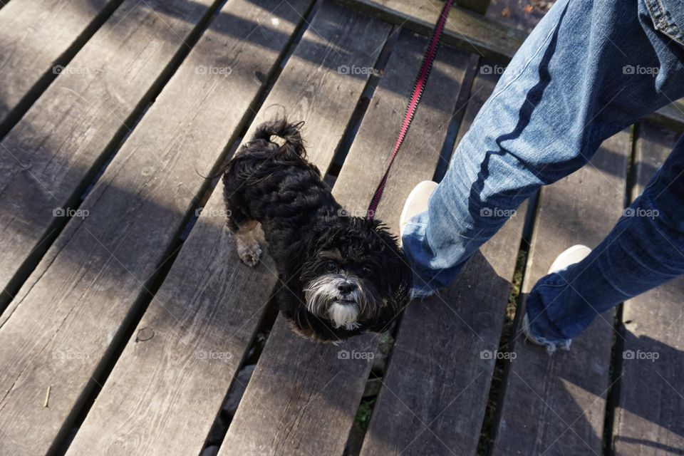 A human holding dog