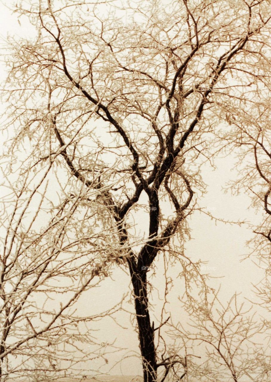 Solo Frost Tree